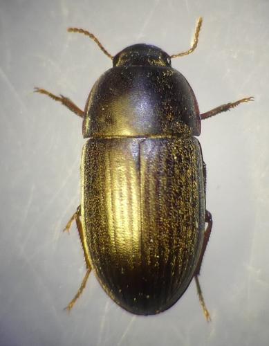 Réf. 306 081 : Crypticus mulsanti